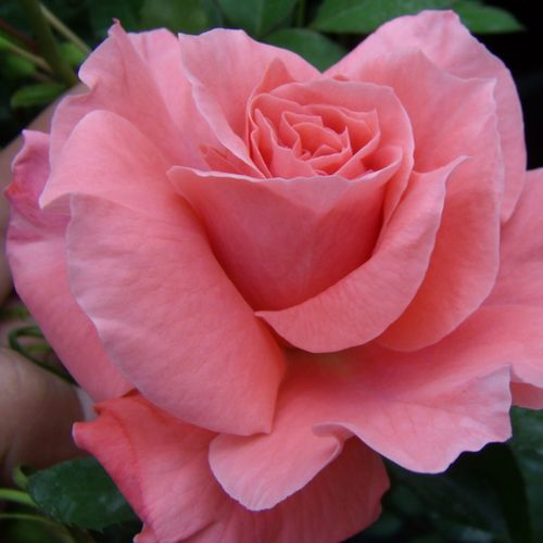 Rosen Online Shop - floribundarosen - orange - rosa - Rosa Favorite® - stark duftend - Louis Lens - Sehr dekorativ, sehr schön, üppig blühende Beetrose, in Gruppen gepflanzt zieht die Blicke an.